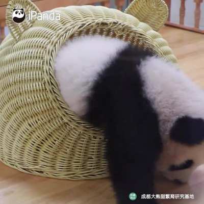 Sheltered lil panda ^.^ (Source: IG: @ipan<wbr>dacha<wbr>nnel)