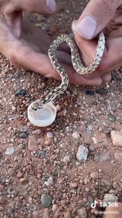 Thirsty little snek