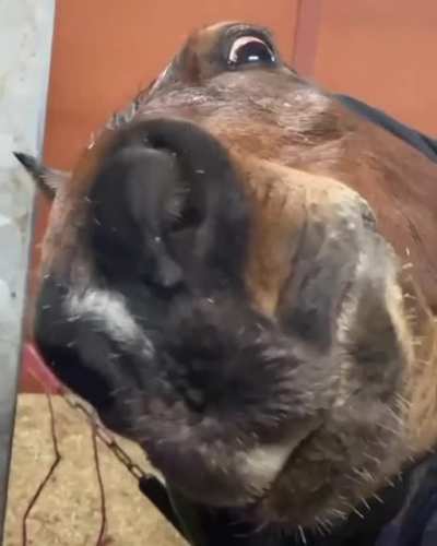 A normal day with my horse