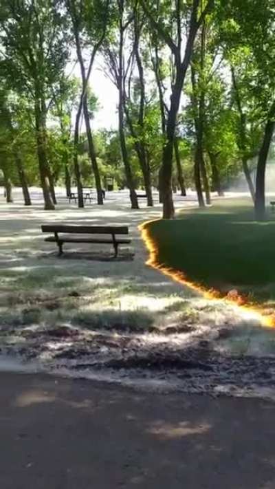 Layer of fluff being getting removed from the grass in Canada.