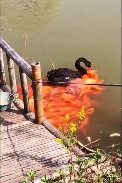 Black swan & co.