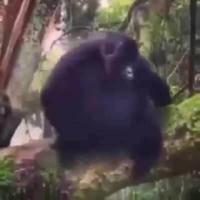 monke