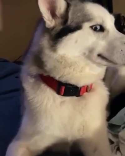 Who chewed the cord?