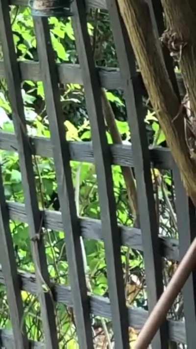 Casual wild rat clambering up and leaning over grabbing seeds from the bird feeder in my garden :)