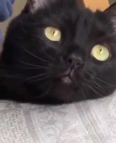 Meditation Cat