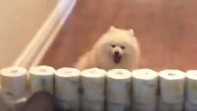 Let's go Snowy! (RELATIVELY LOUD)
