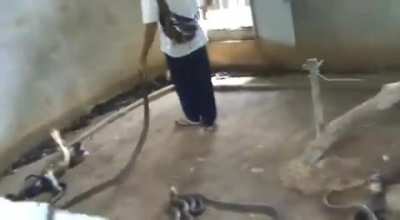 Picking & tossing them like ropes