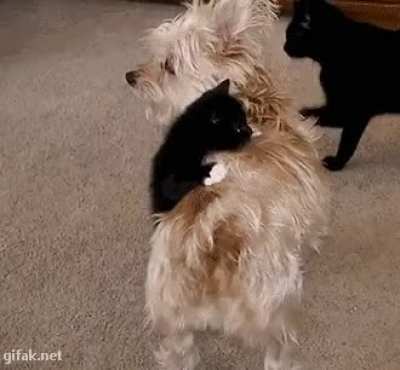 kitten hanging on