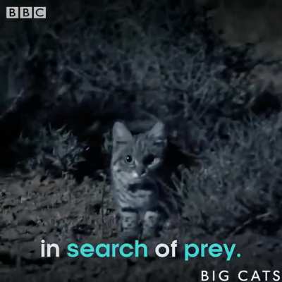 World's deadliest cat.