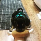 Discovering a better squeaky toy
