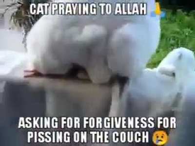 CAT ASKING ALLAH<wbr>🕋🧎‍♂️ FOR PISSING 🤢 MAY HE HAVE CIRUMSIZED COCK