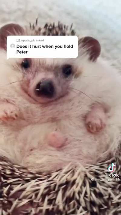 Peter the Hedgehog