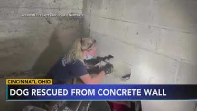 Firefighters save Gertie who was stuck inside a concrete wall for 5 days.