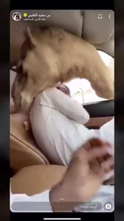 Camel invaders: iraq edition