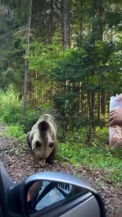 feeding a wild animal
