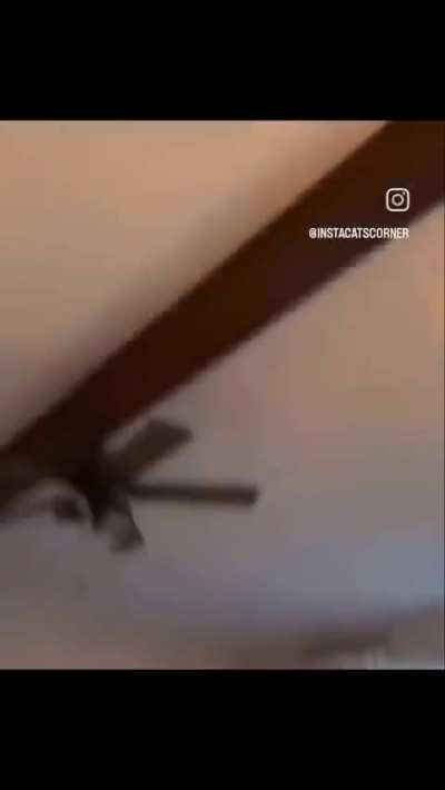 aaa