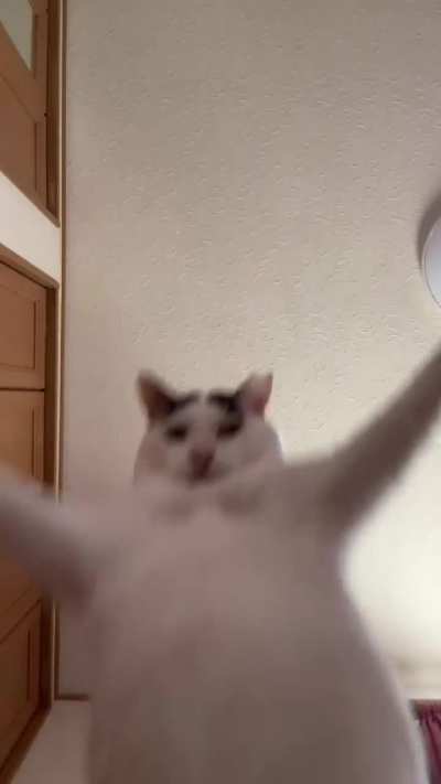 Cat business
