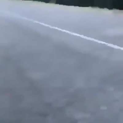 Guy throws gator into the lake