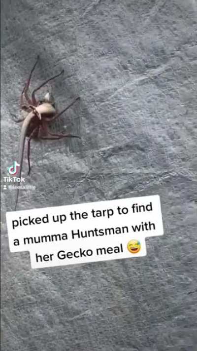 wtf Australia?! 😫😅