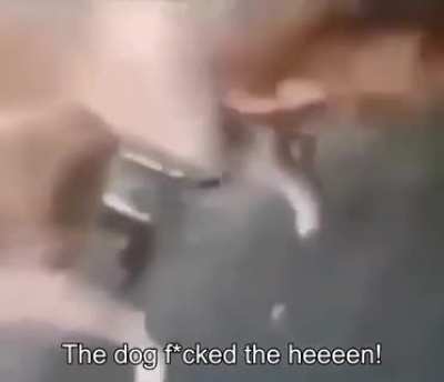 Why dog, why?