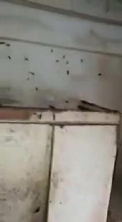 cleaners_react_to_woman_living_in_filth