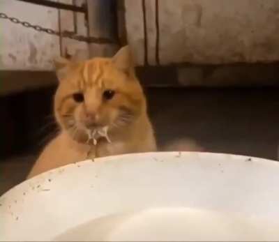 Kitty knows he messed up