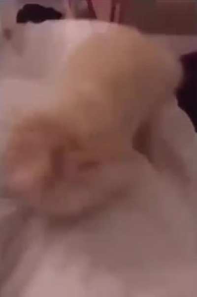 The way the pupper sits at the end