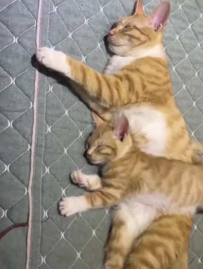 Two cuties sleeping