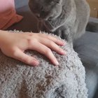Smudge asks us to stroke her, but only lets us do it for five seconds before she’s had enough.