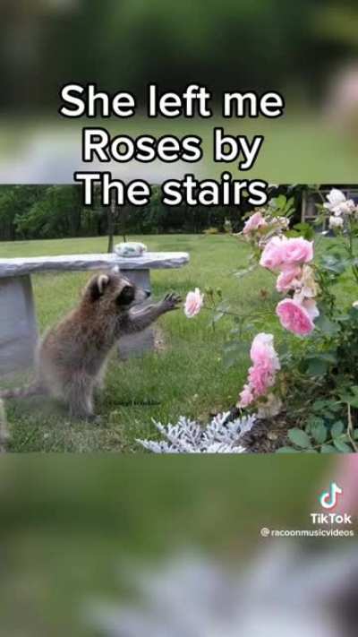 I wish I had a trash panda pal.
