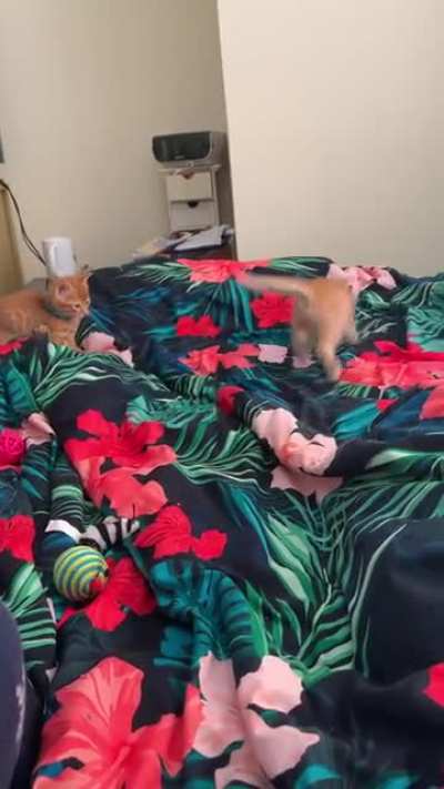 Tiny Purrkour Fail