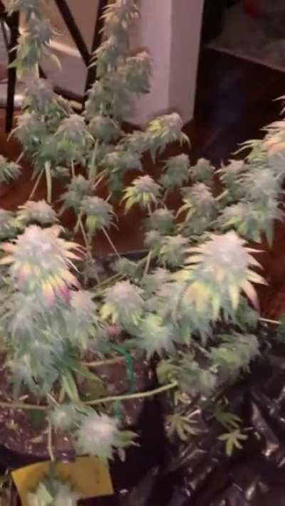 Chop day