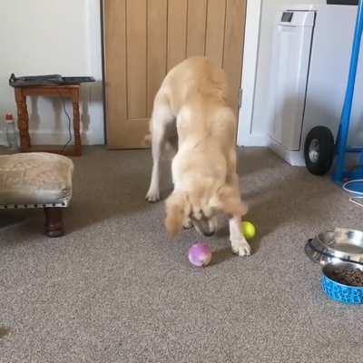 Indecisive pupper