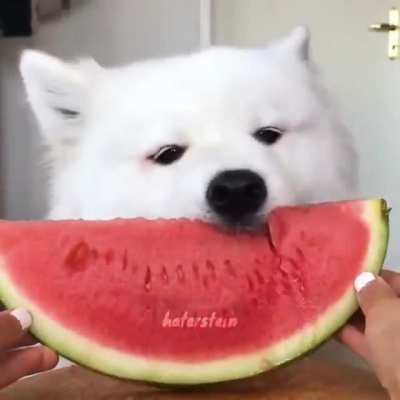 Doggo enjoying some watermelon caw caw