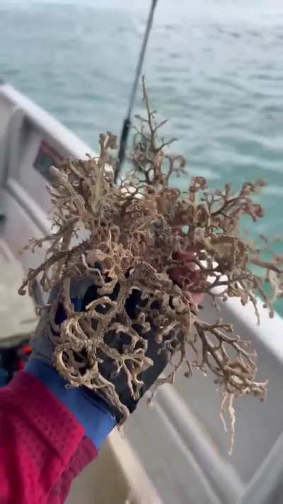 Basket Starfish going viral 👀