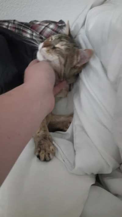 This is Nena, always looking for my jackets to sleep under. I don't know what I would do without her. Have a nice day, people of Reddit.