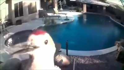 🐦