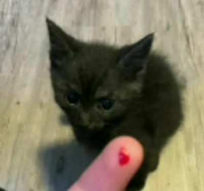 Dubster Cat