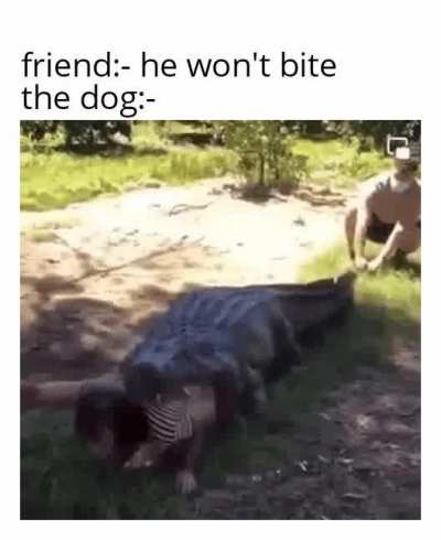 who's a good doggo