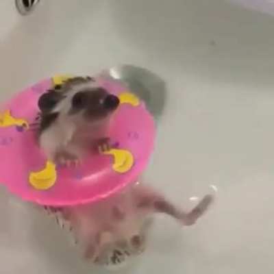 Little hedgie)))