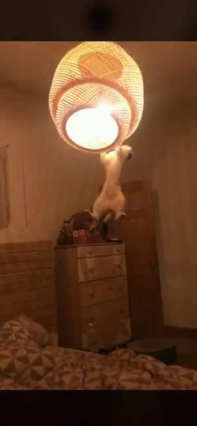 Just cat