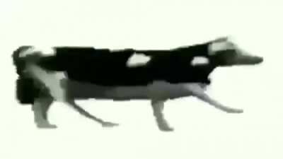 guys cow is speaking fact