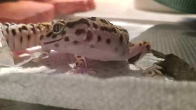 Finally caught Katia shedding. She even let me help a little.