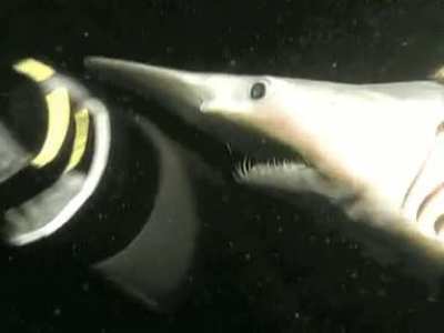 A goblin shark's jaws. No thanks.