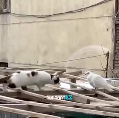 The Hunt!