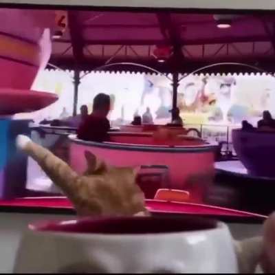 Cat riding a Teacup