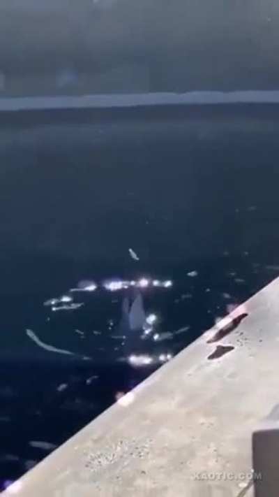 Dolphin trolls a seagull!