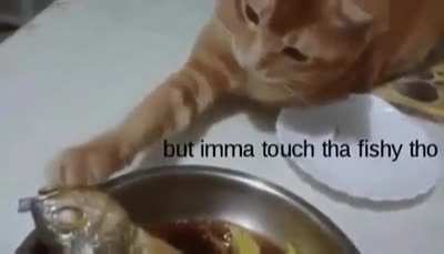 Touch tha Fishy