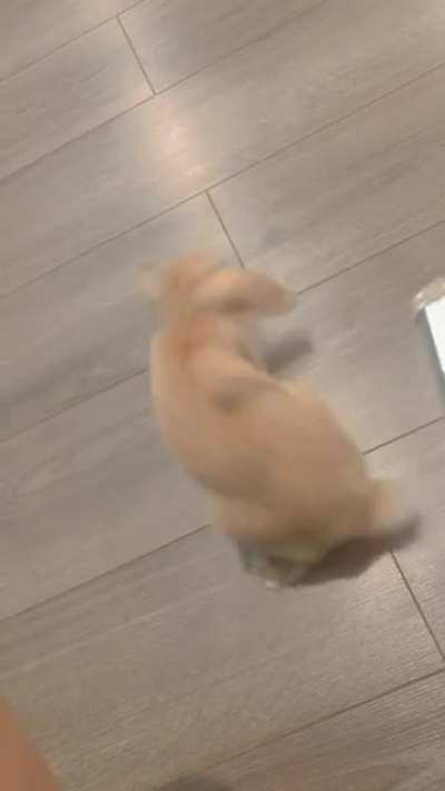new trick suggestions for 6 month old bunnies?
