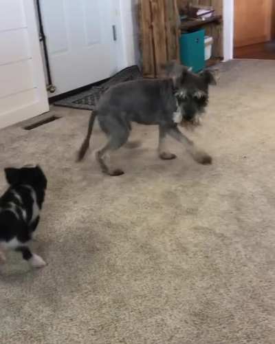 woof_irl